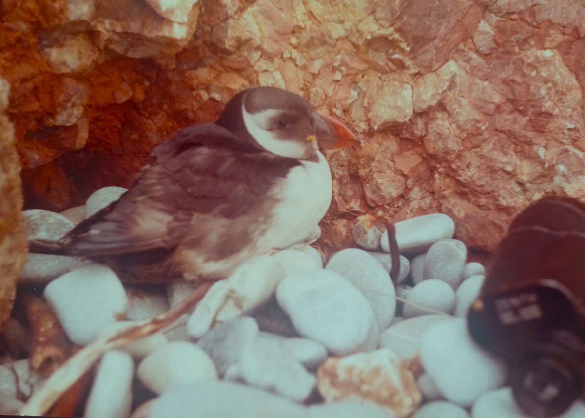 Atlantic Puffin - ML636238891