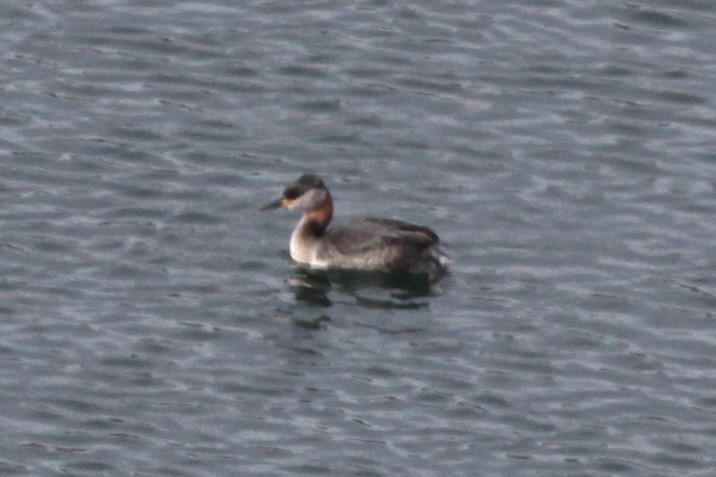 Red-necked Grebe - ML636238910