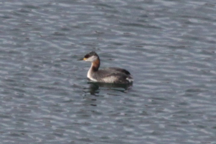 Red-necked Grebe - ML636238911