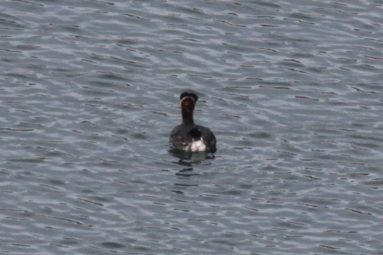 Red-necked Grebe - ML636238912