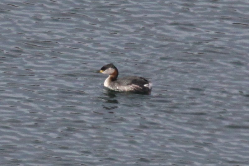 Red-necked Grebe - ML636238913