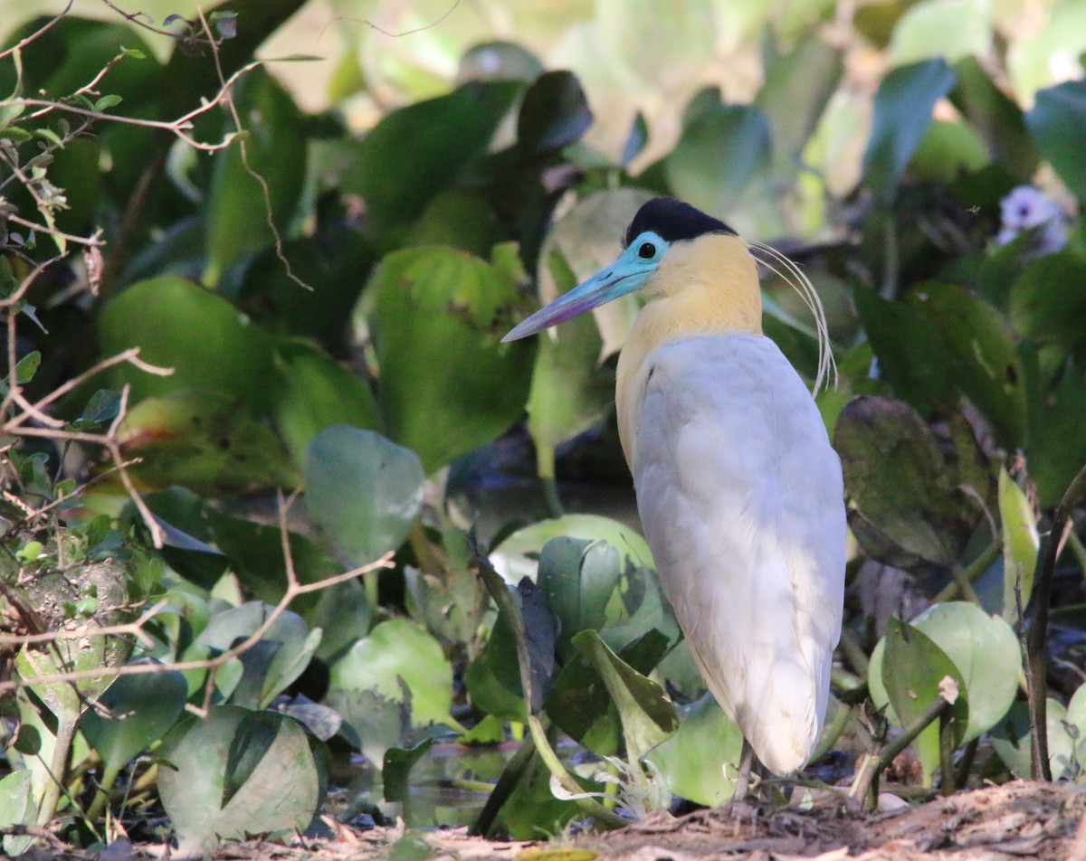 Capped Heron - ML63623901