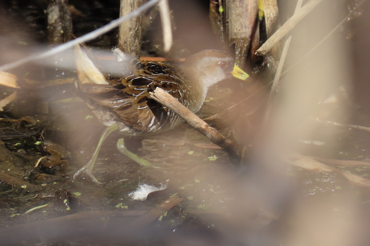 chřástal karolínský - ML636239019