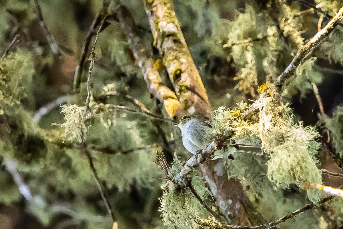 Spectacled Tyrannulet - ML636239098