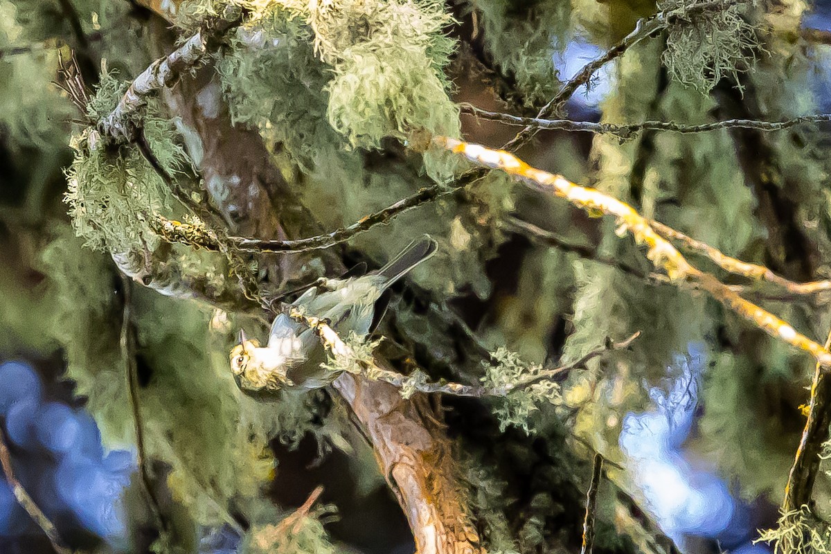 Spectacled Tyrannulet - ML636239099