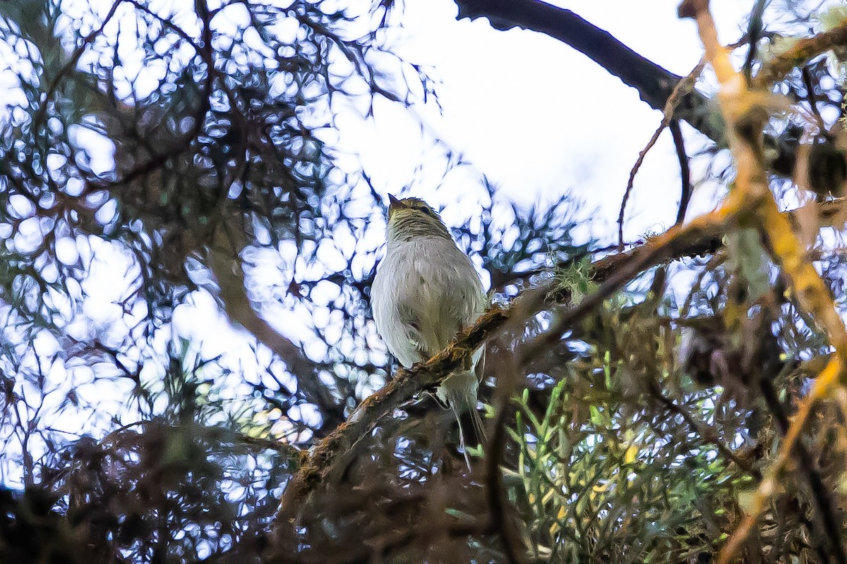 Spectacled Tyrannulet - ML636239101