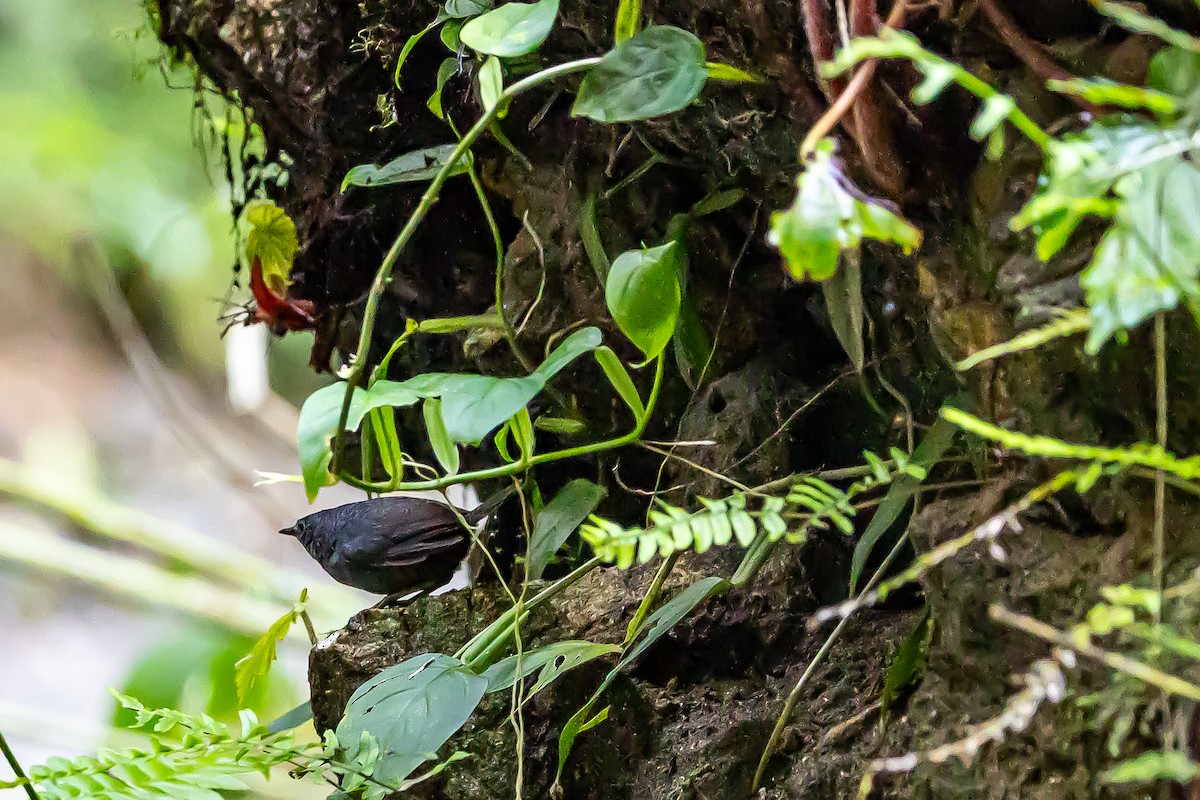 Santa-Marta-Tapaculo - ML636239125