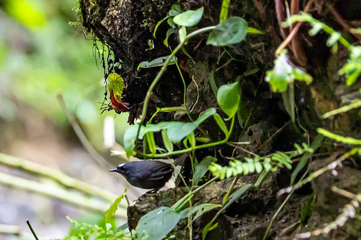 Santa-Marta-Tapaculo - ML636239133