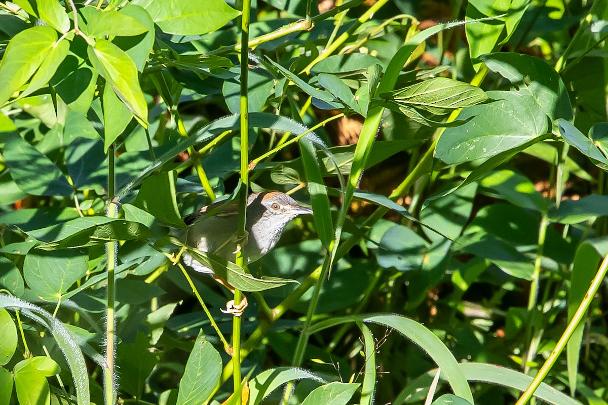 Streak-capped Spinetail - ML636239162