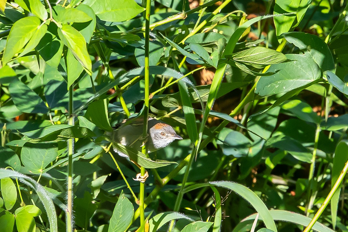 Streak-capped Spinetail - ML636239163
