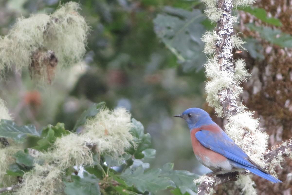 Western Bluebird - ML636239164