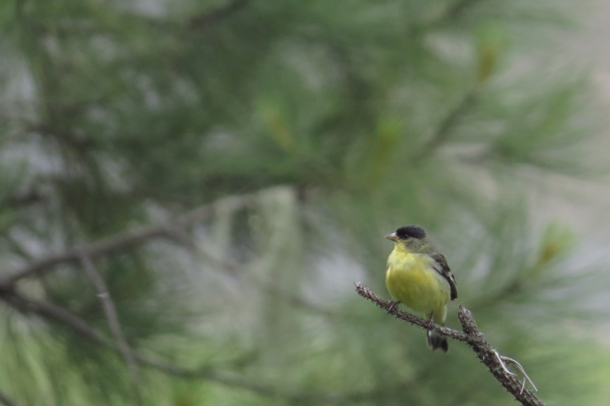 Lesser Goldfinch - ML636239176