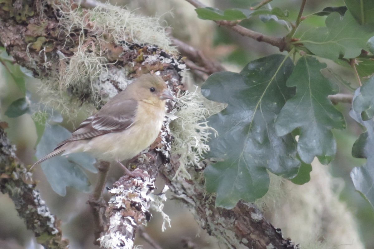 Lesser Goldfinch - ML636239177