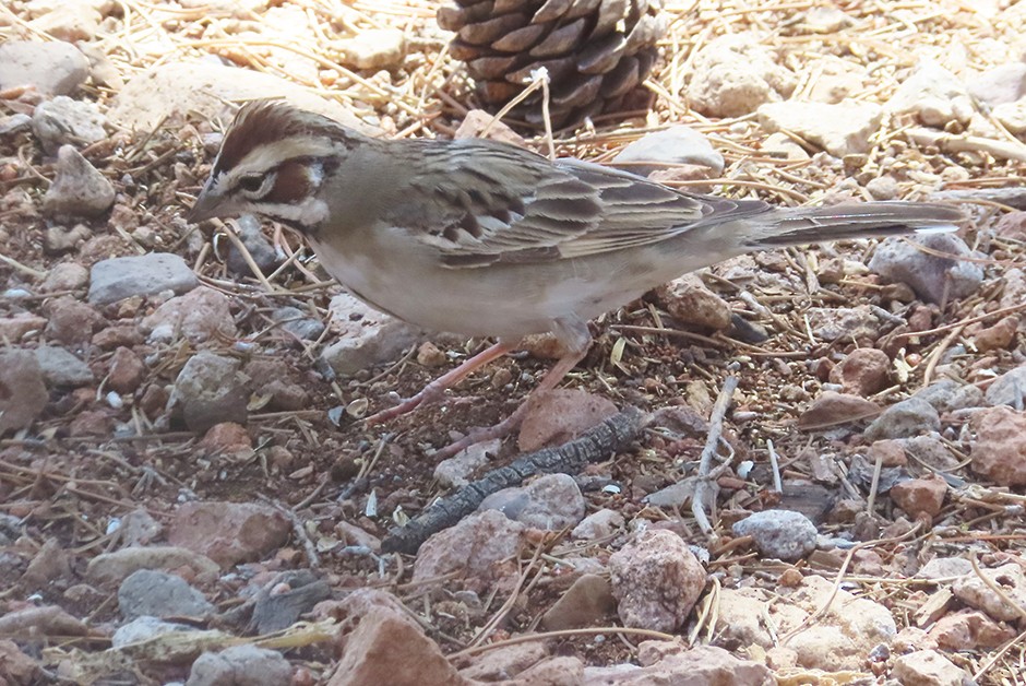 Lark Sparrow - ML636239223
