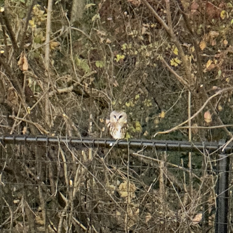Northern Saw-whet Owl - ML636239225