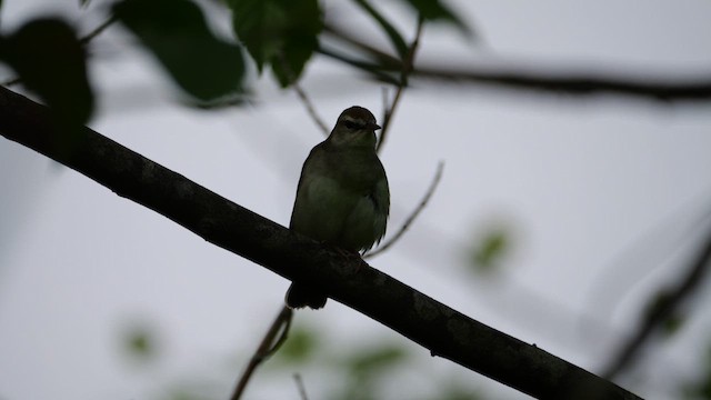Swainson's Warbler - ML636239270