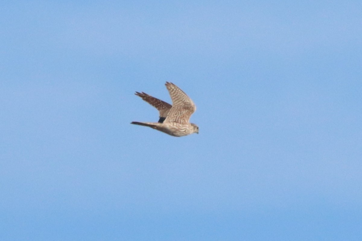 Merlin - ML636239343