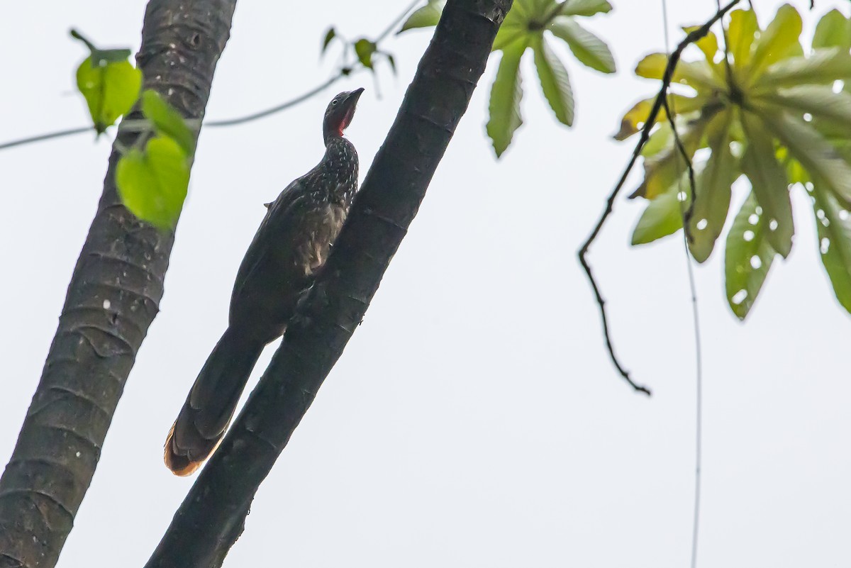 Band-tailed Guan - ML636239373