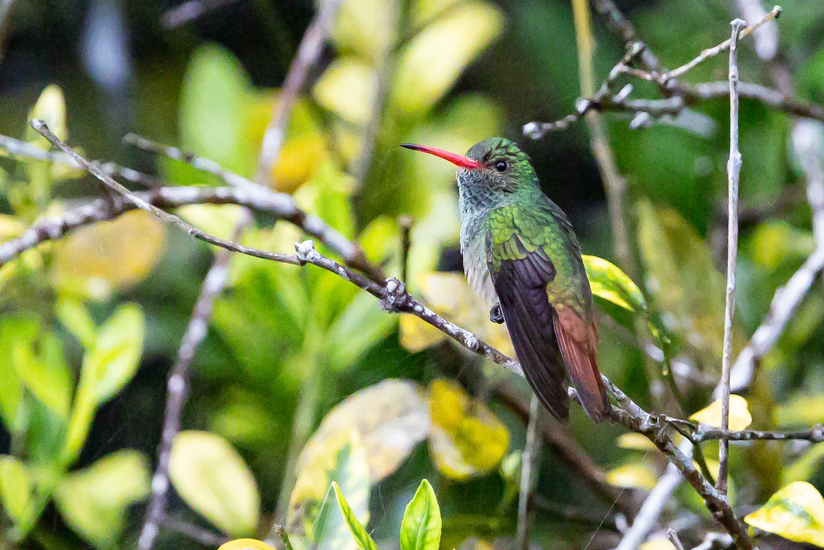 Rufous-tailed Hummingbird - ML636239450