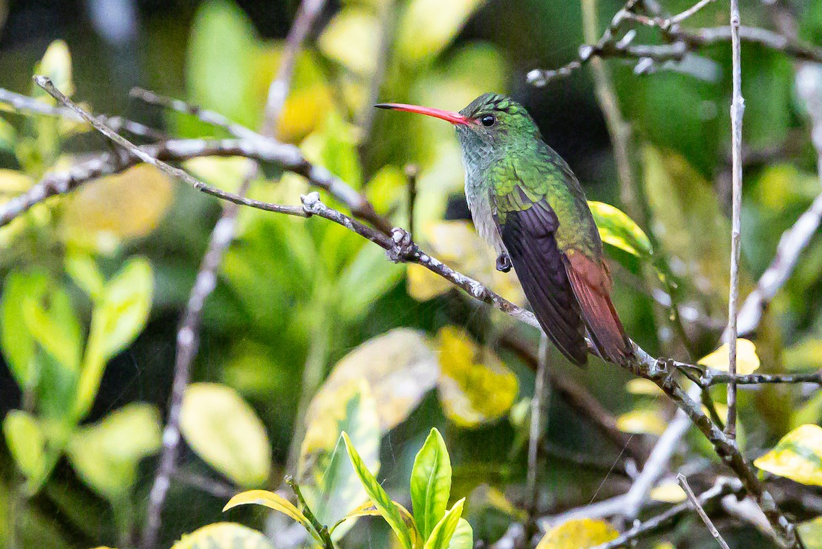 Rufous-tailed Hummingbird - ML636239451