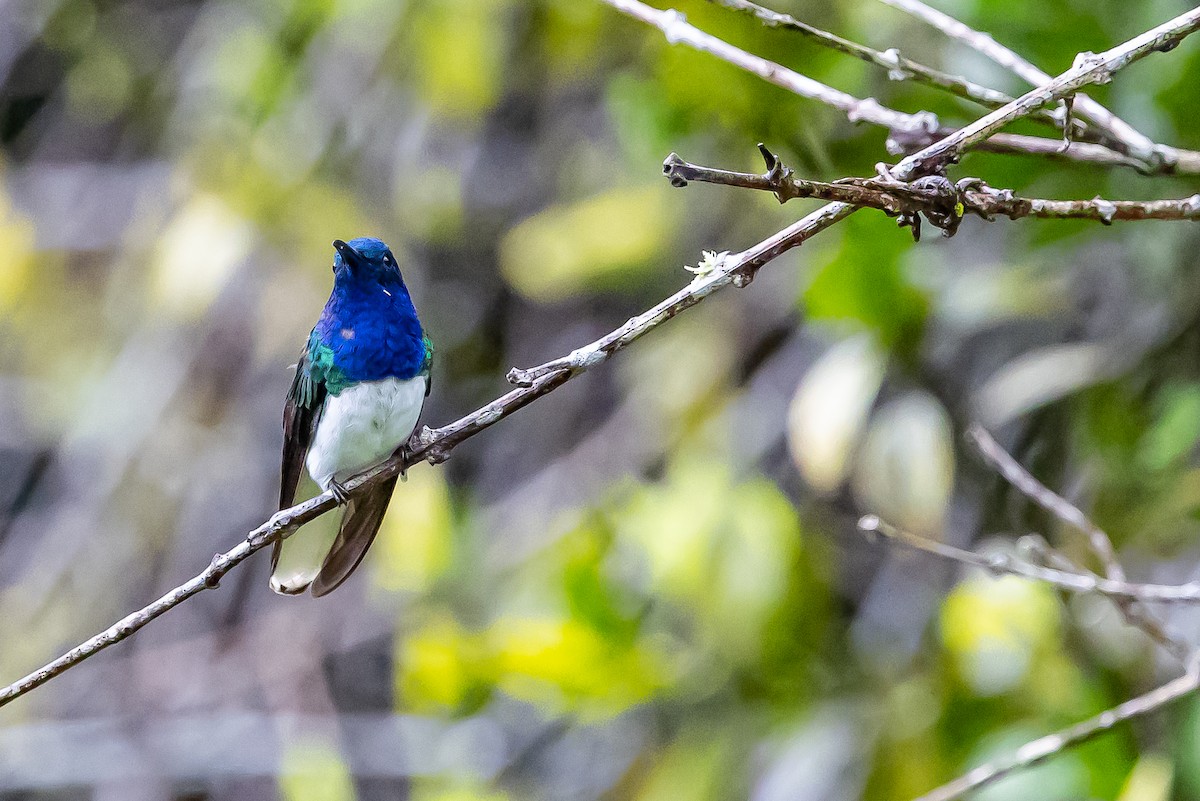 White-necked Jacobin - ML636239459