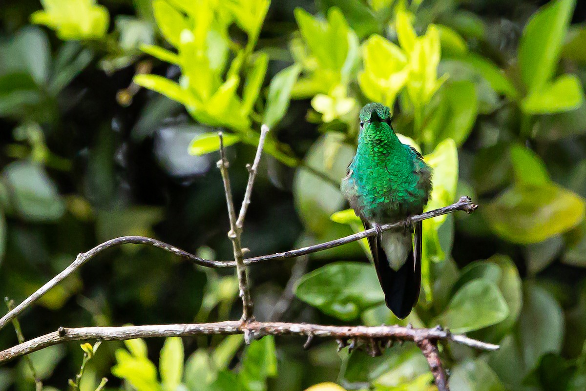 White-vented Plumeleteer (White-vented) - ML636239464