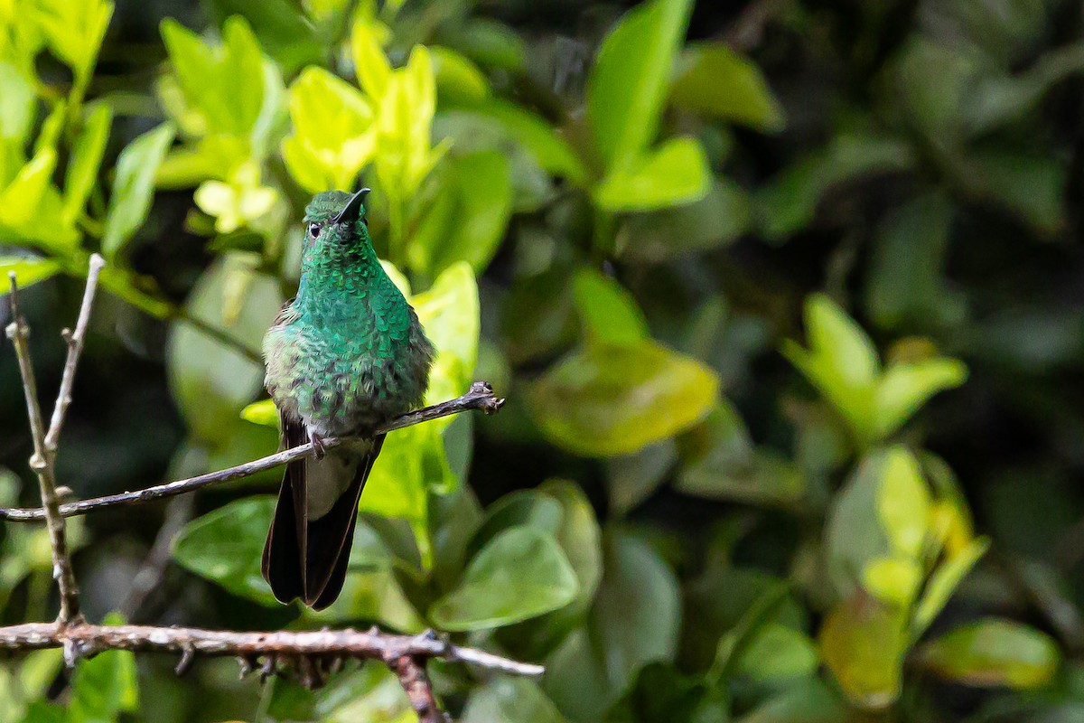 White-vented Plumeleteer (White-vented) - ML636239465