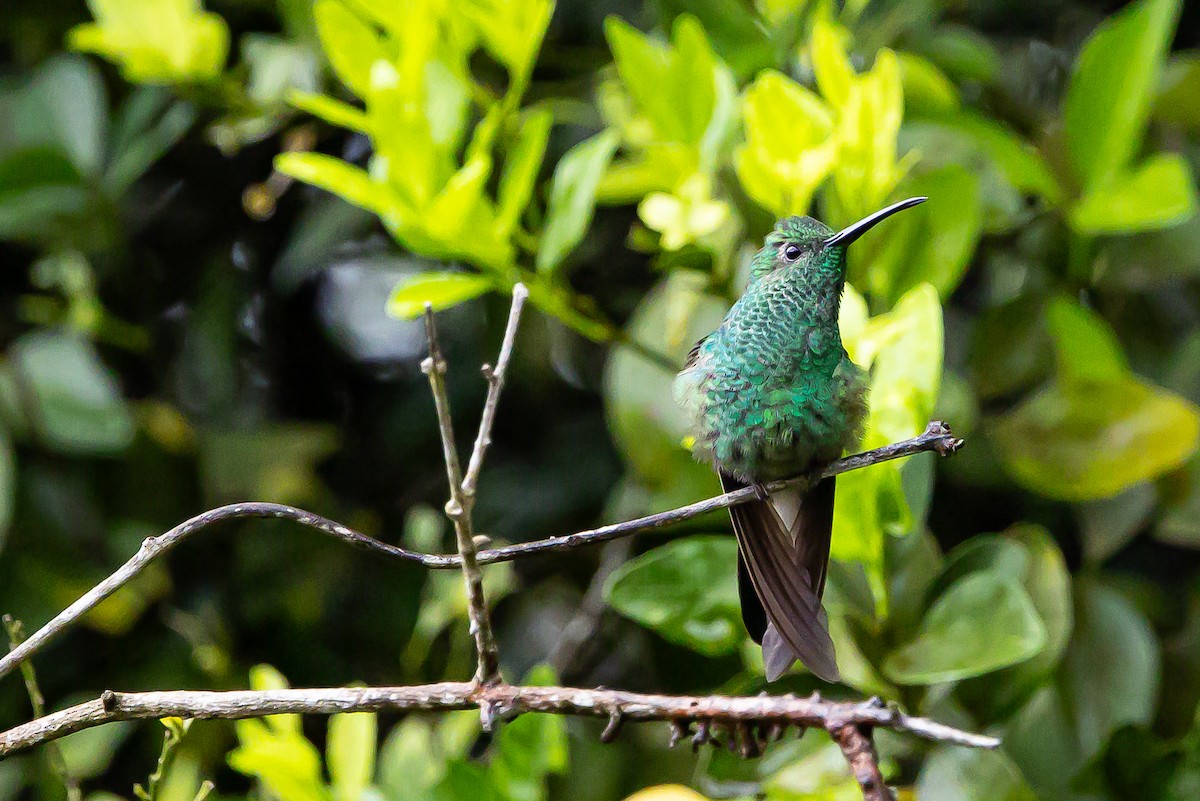White-vented Plumeleteer (White-vented) - ML636239466