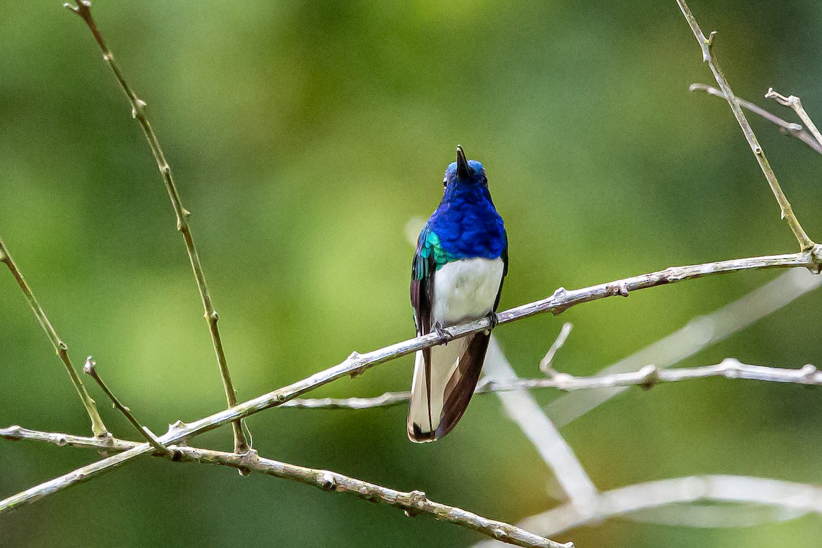 White-necked Jacobin - ML636239467