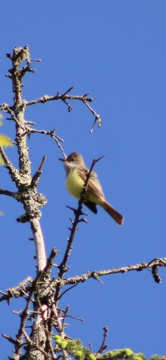 Great Crested Flycatcher - ML636239489