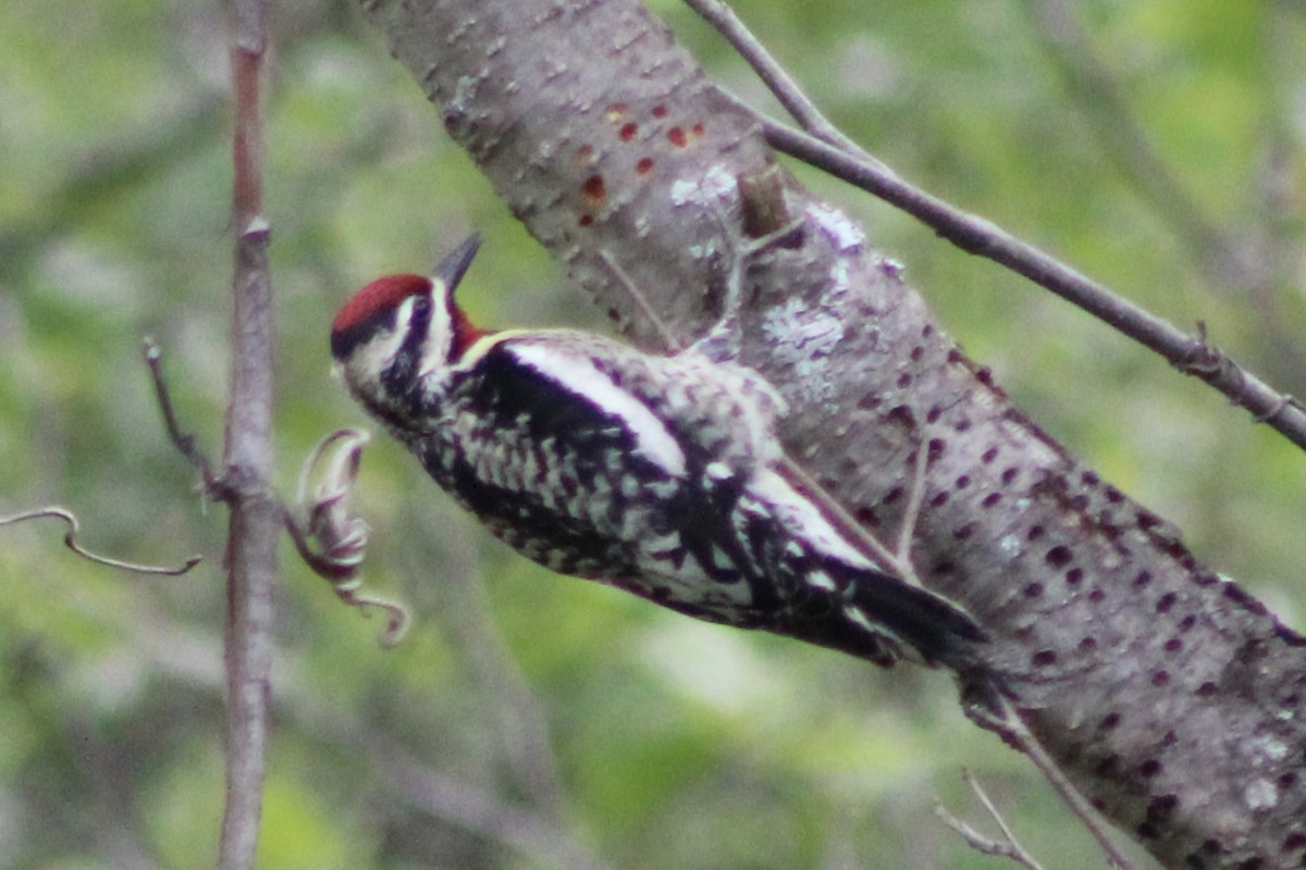 Yellow-bellied Sapsucker - ML636239503