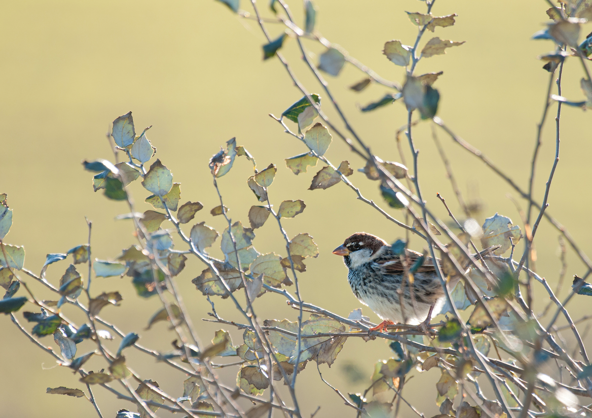 Passera sarda - ML636239641