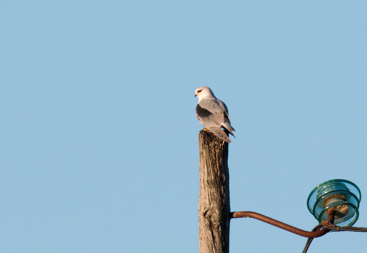 Nibbio bianco - ML636239690