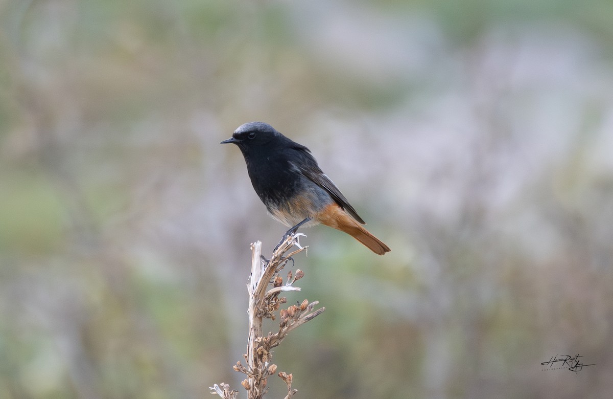 Black Redstart - ML636239701