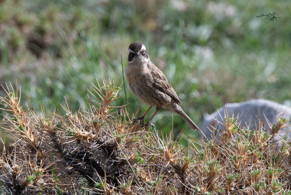Radde's Accentor - ML636239723