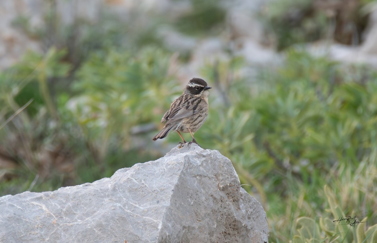Radde's Accentor - ML636239731