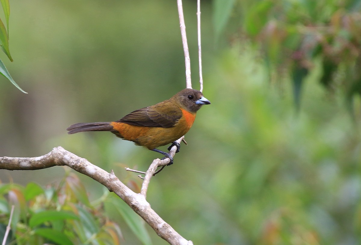Scarlet-rumped Tanager - ML636239736