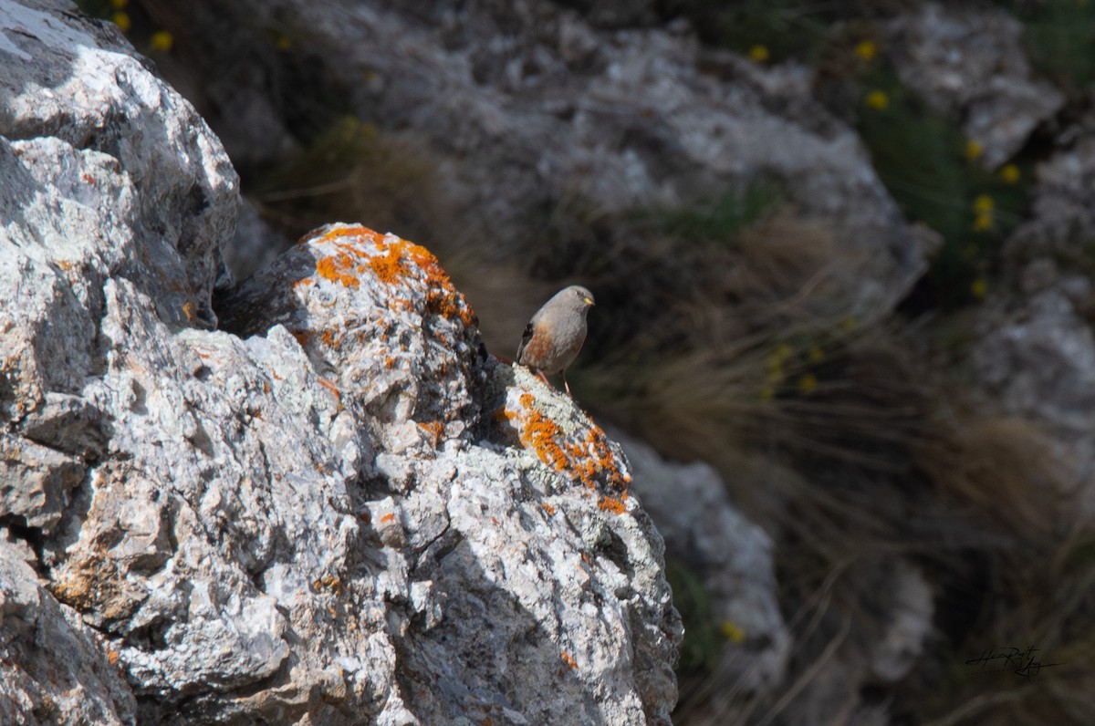 Alpine Accentor - ML636239761