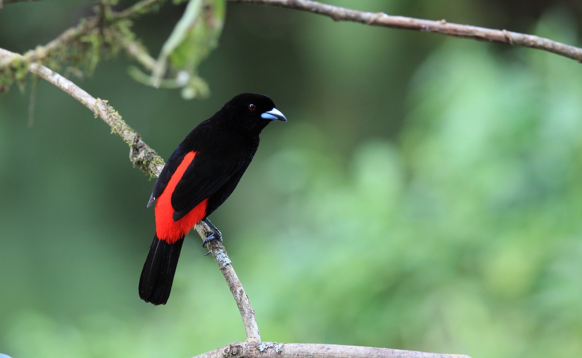 Scarlet-rumped Tanager - ML636239814