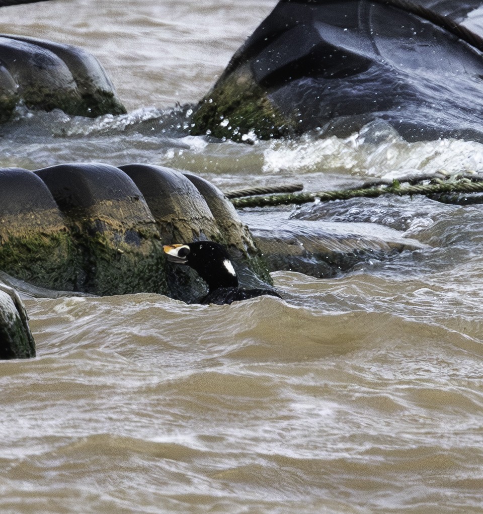 Surf Scoter - ML636239959