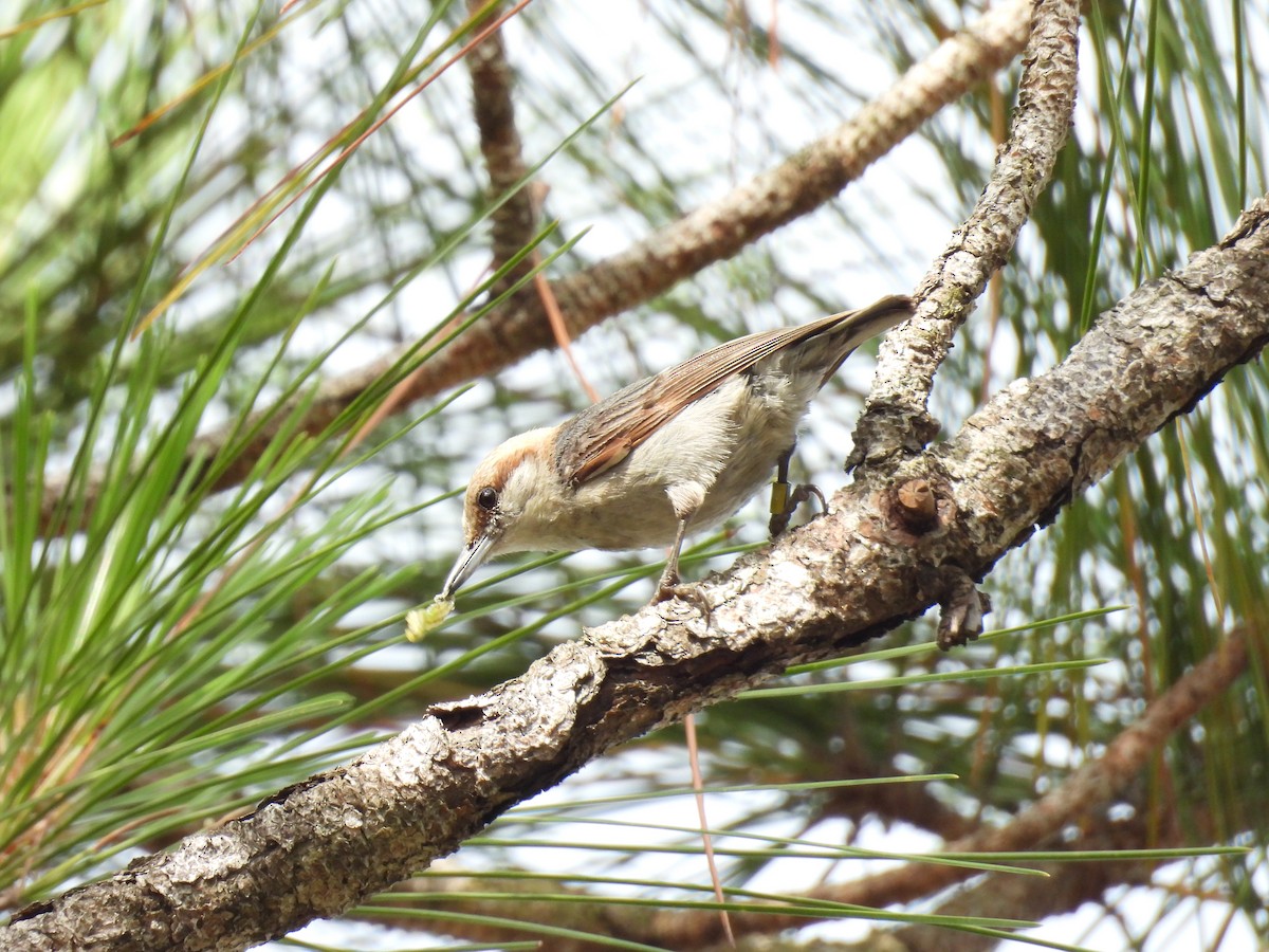 Brown-headed Nuthatch - ML636239974