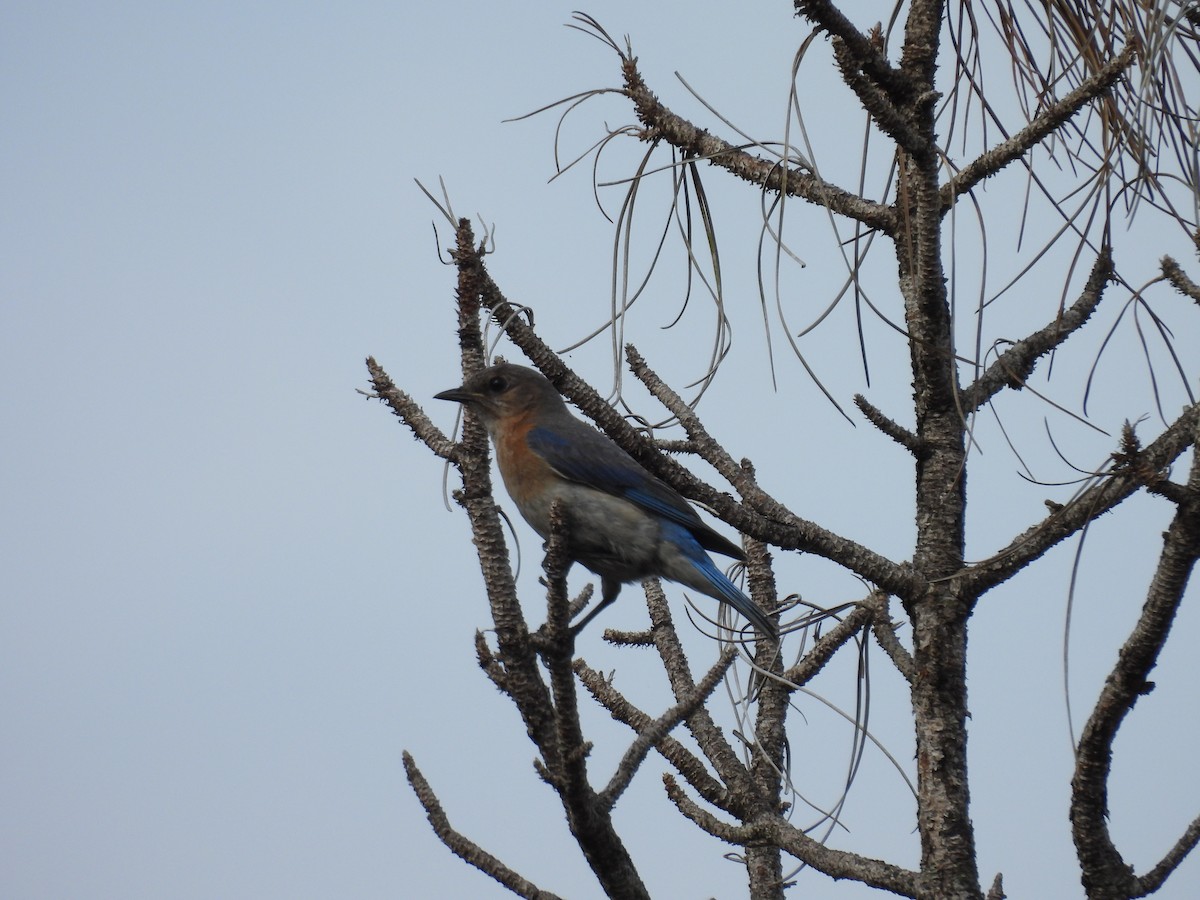 Eastern Bluebird - ML636239979