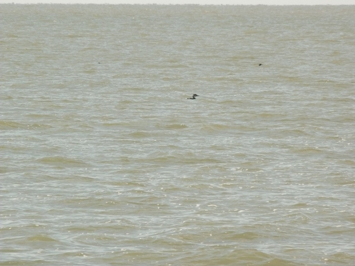 Common Loon - ML636239980
