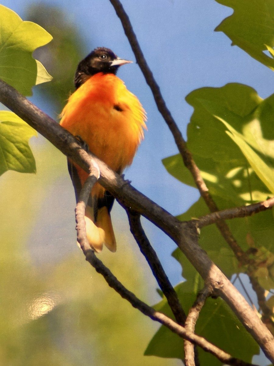Turpial de Baltimore - ML636240016