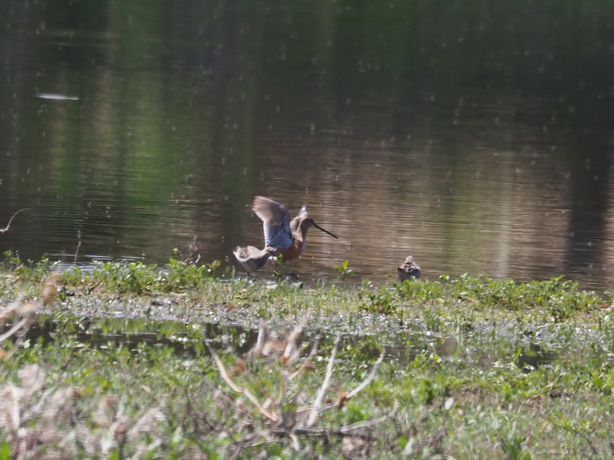 Long-billed Dowitcher - ML636240183