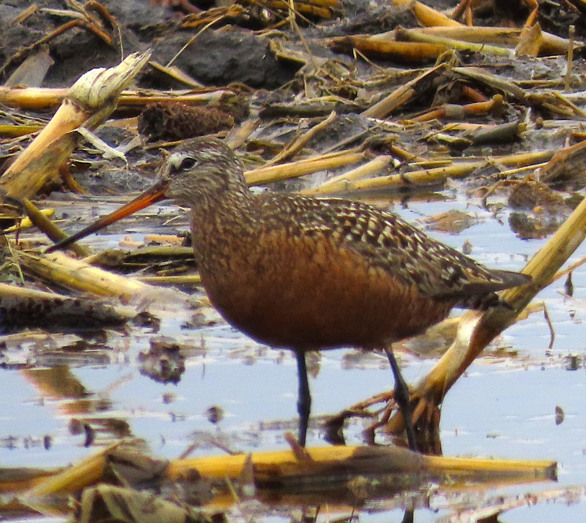Hudsonian Godwit - ML636240201