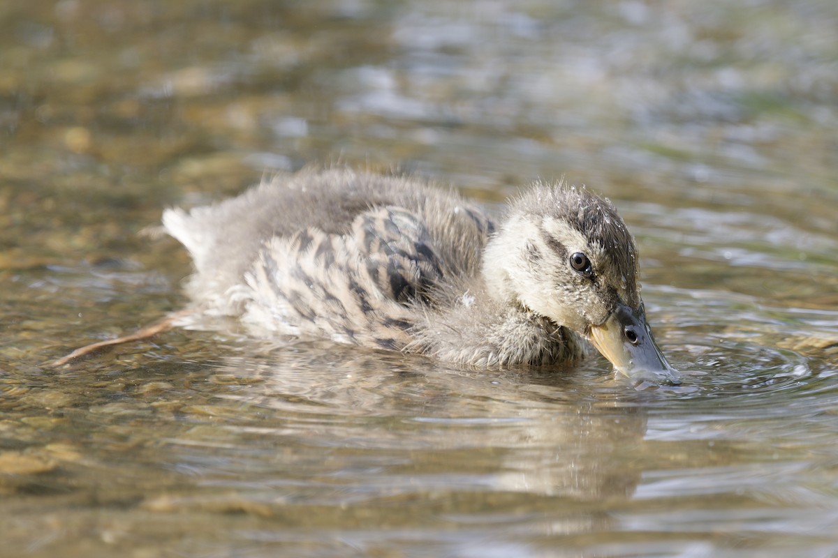 Mallard - ML636240212