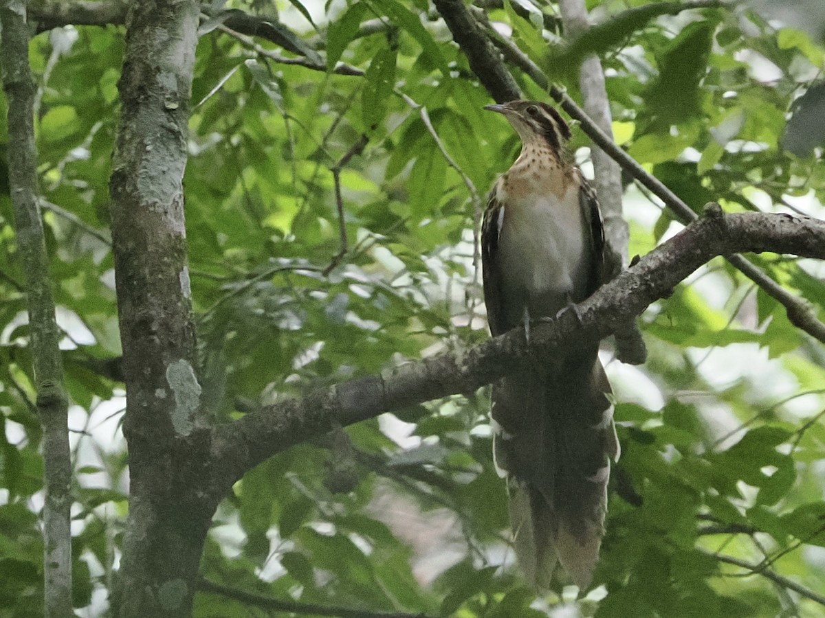Pheasant Cuckoo - ML636240231