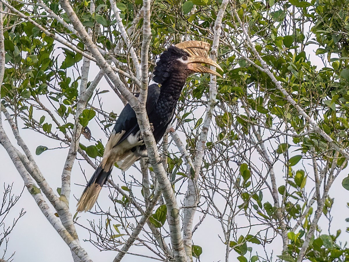 モモグロサイチョウ - eBird