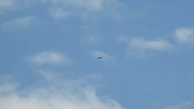 Gundlach's Hawk - ML636240420